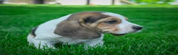 Beagle dogs for sale: Noah - Ad 3