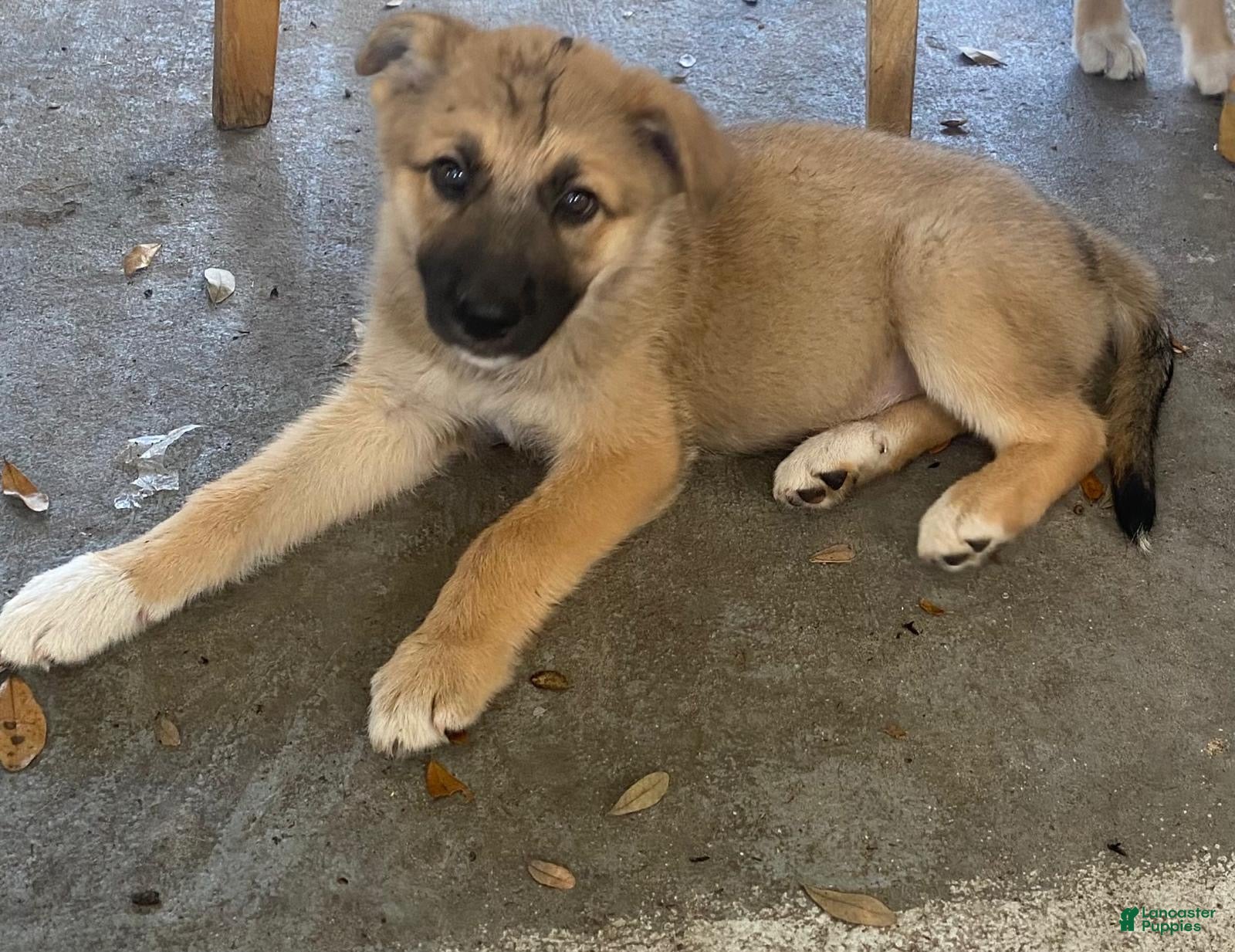 Mixed Breed dogs Mixed Breed 3 - Ad 33