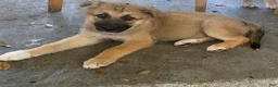 Mixed Breed dogs for sale: Mixed Breed 3 - Ad 1