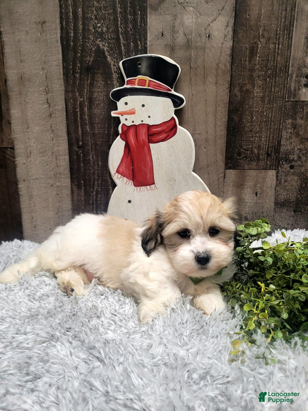 Teddy Bear dogs for sale: Waffles - Ad 4