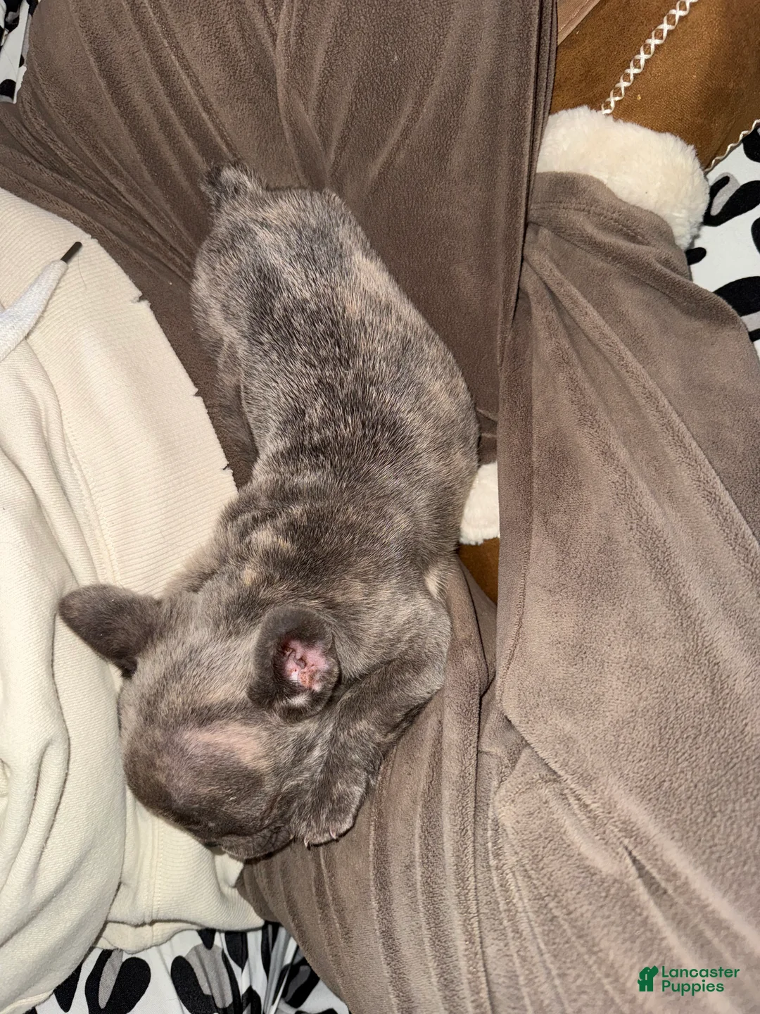 French Bulldog dogs for sale: French Bulldog Puppy 1 - Ad 7