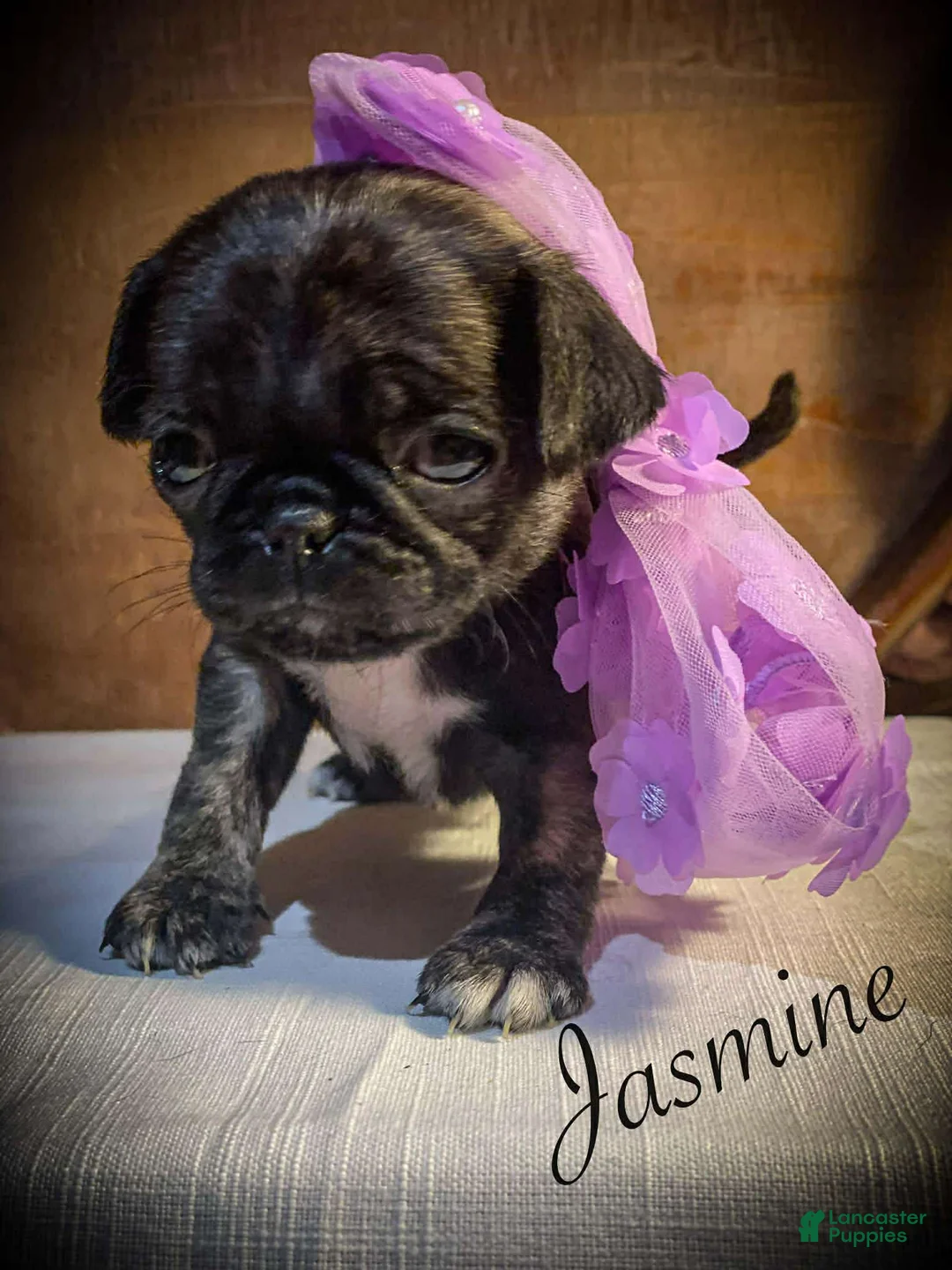 Pug dogs for sale: Jasmine - Ad 2