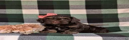 Cockapoo dogs for sale: Sofia - Ad 3