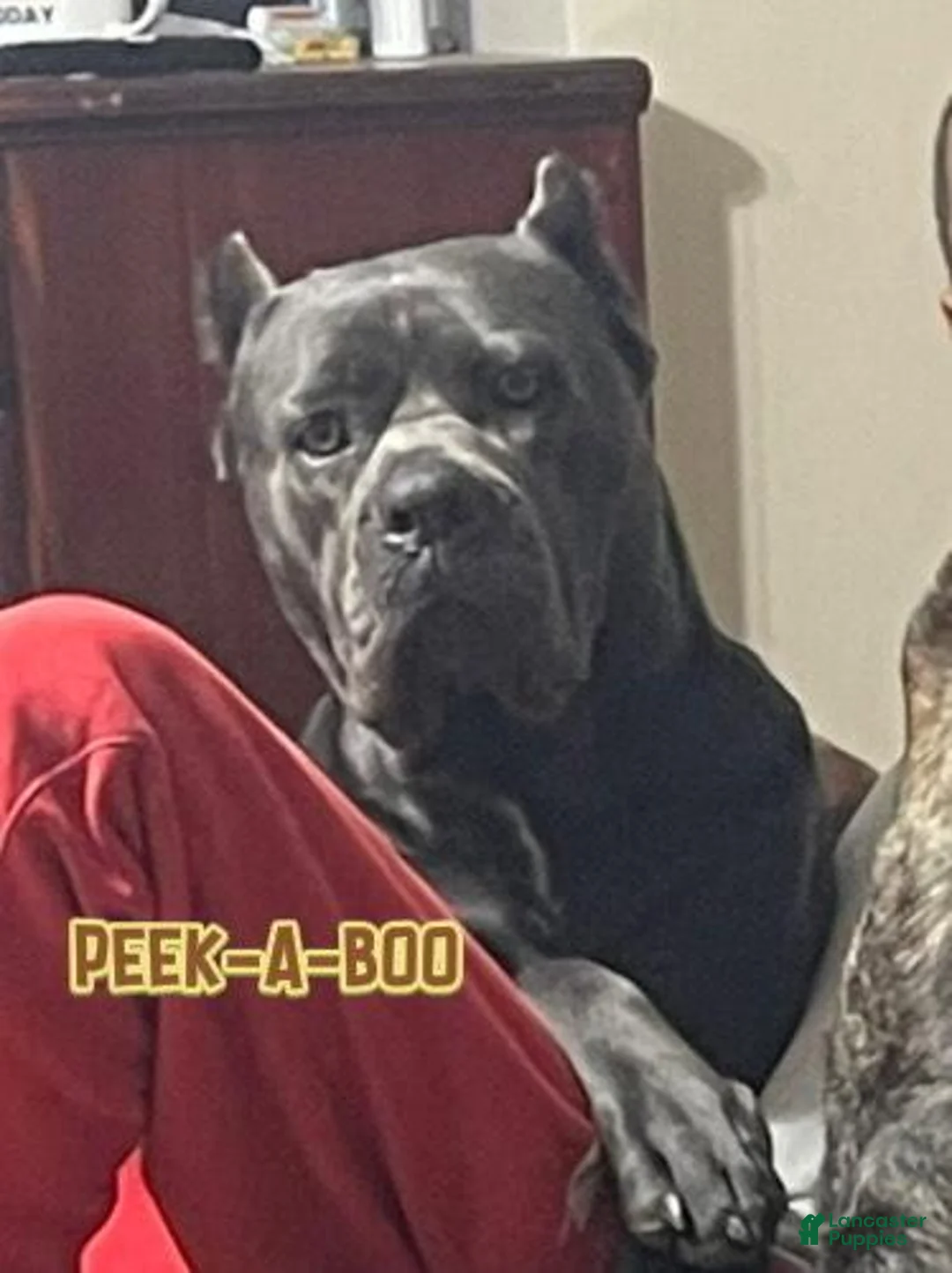 Cane Corso dogs for sale: Gypsy - Ad 8