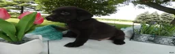 Sheprador dogs for sale: Sheprador 4 Sargent - Ad 4