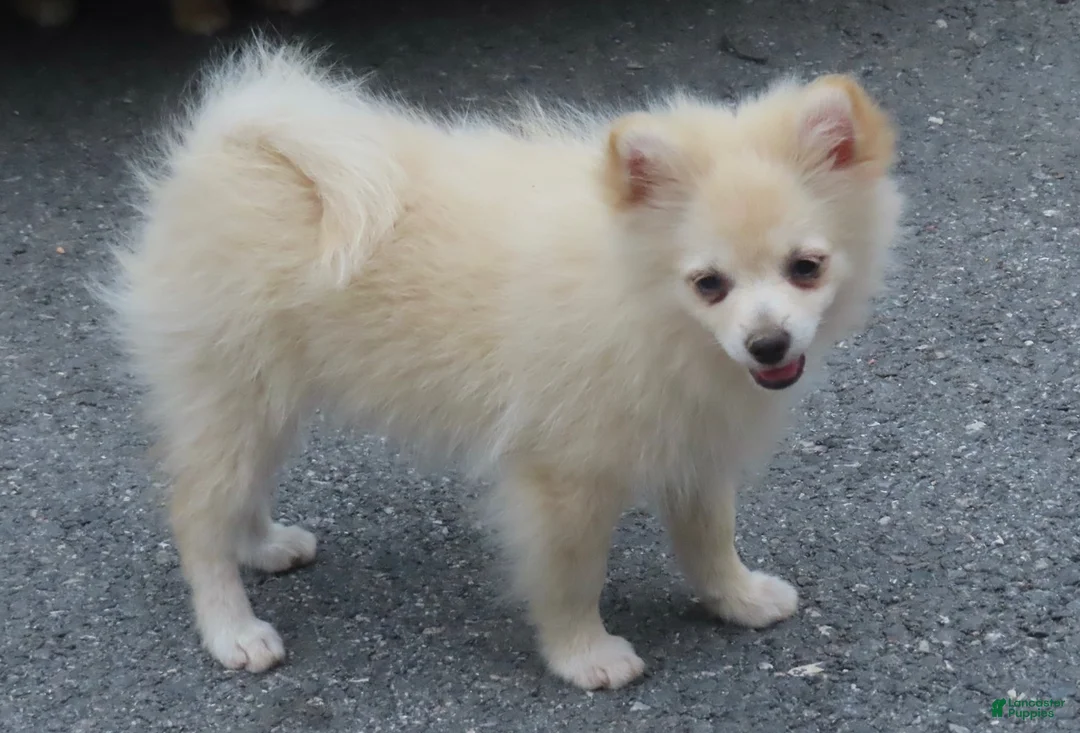 Pomeranian dogs for sale: Rick - Ad 1