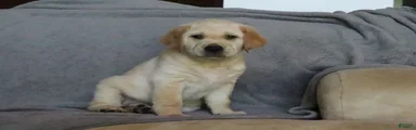 Simon