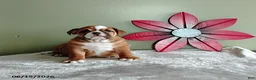 English Bulldog dogs for sale: Savanah - Ad 3
