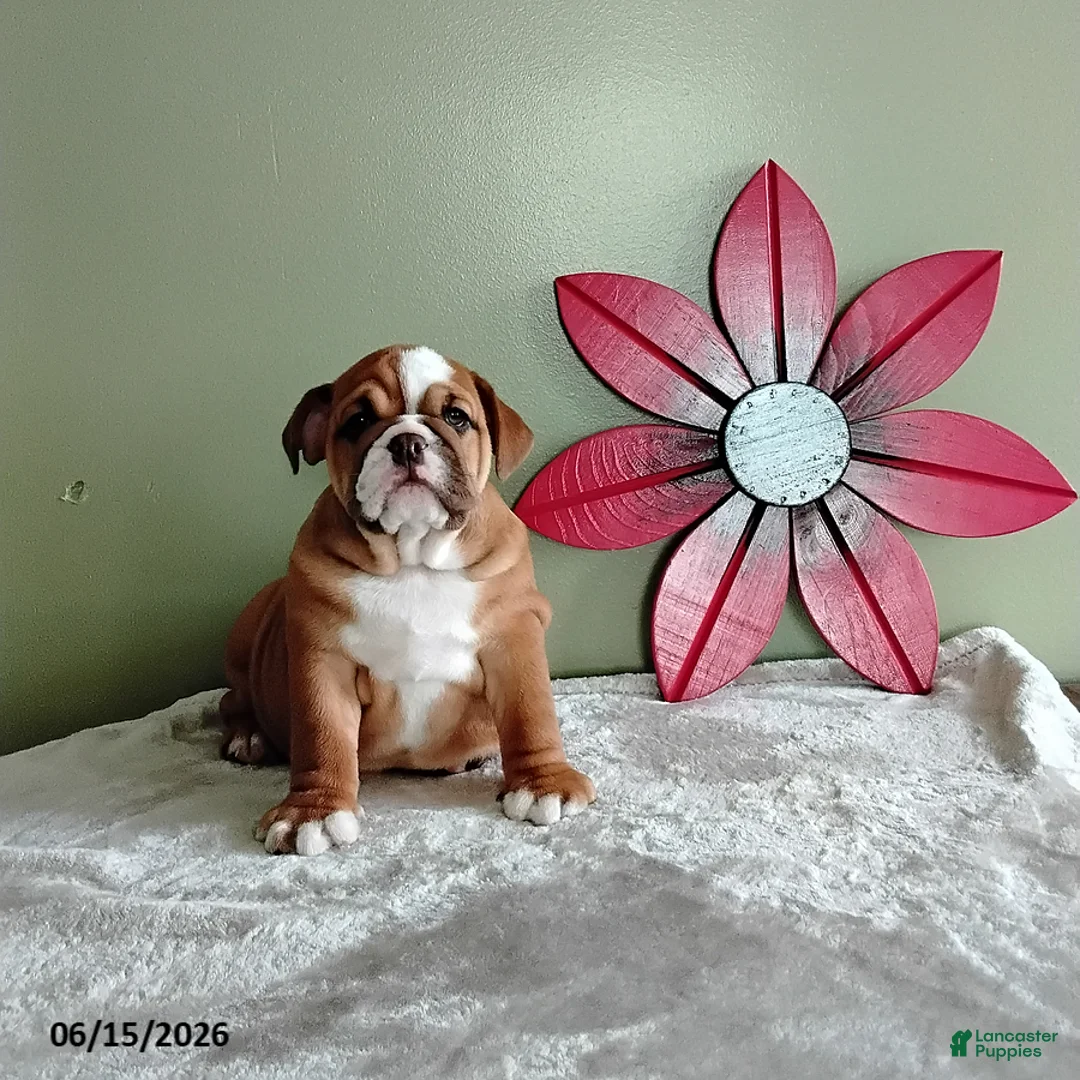 English Bulldog dogs for sale: Savanah - Ad 3