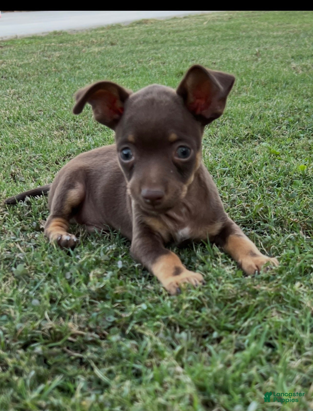 Jack Chi dogs  3 - Ad 5