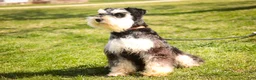 Miniature Schnauzer dogs for sale: Felix - Ad 7