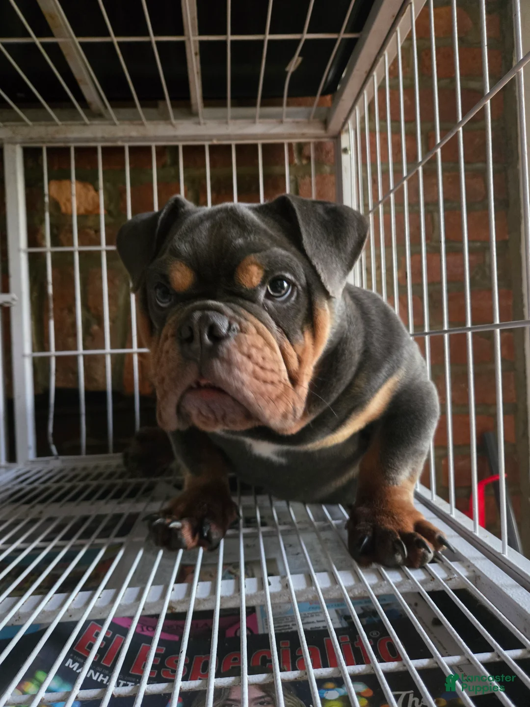 English Bulldog dogs for sale: BLUE - Ad 2