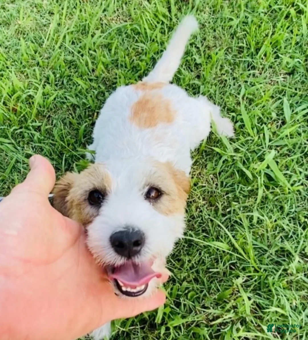 Jack Russell Terrier dogs for sale: Jack Russell Terrier Puppy 5 - Ad 15