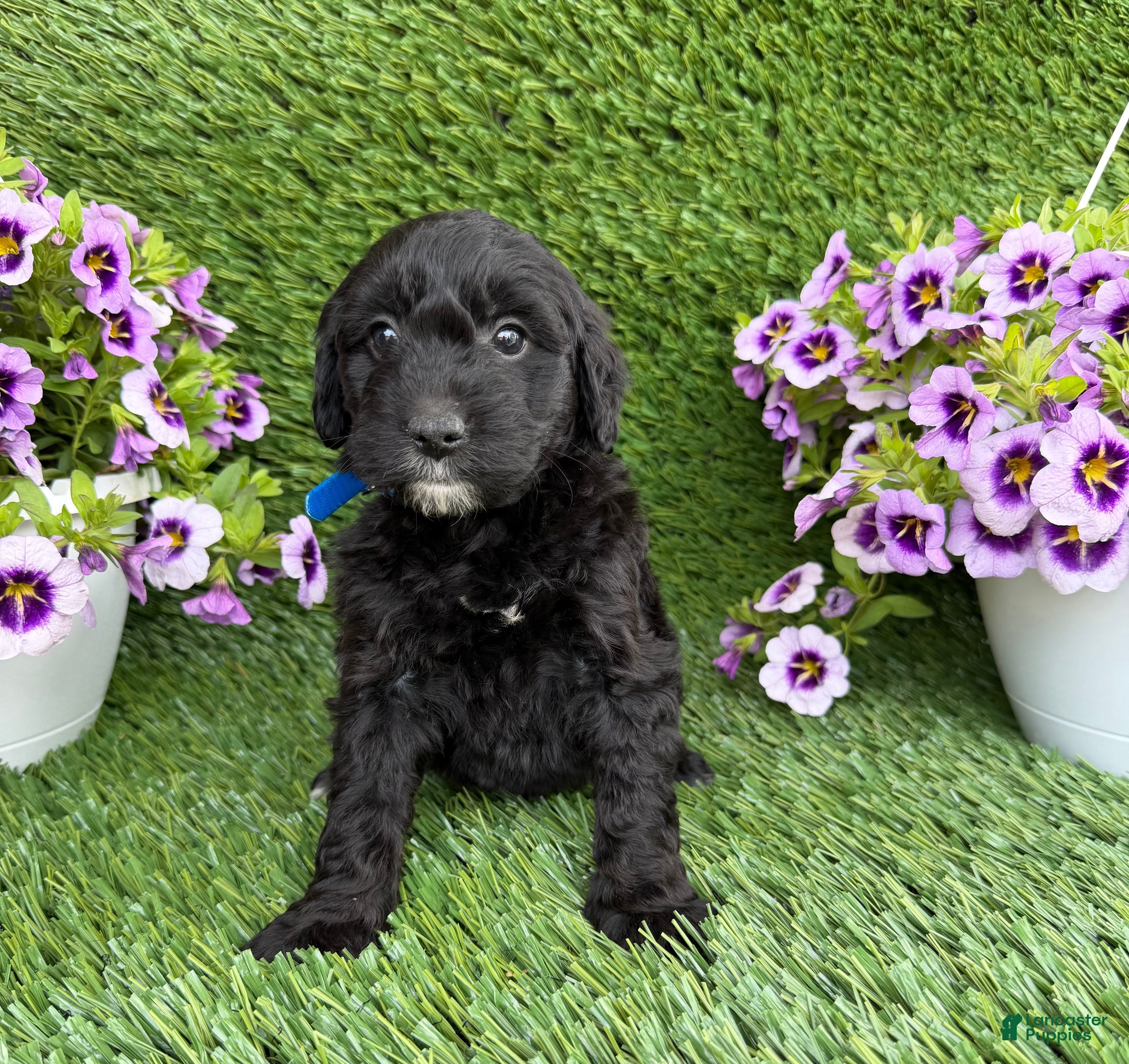 Mini Goldendoodle dogs Annie - Ad 1