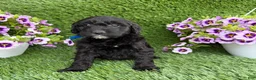 Mini Goldendoodle dogs for sale: Annie - Ad 1