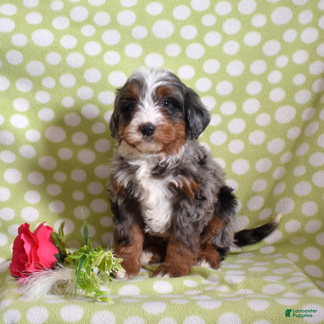 Bernedoodle dogs for sale: Geo  - Ad 7