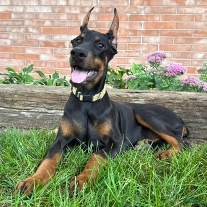 Doberman Pinscher dogs Zinnia - Ad 1