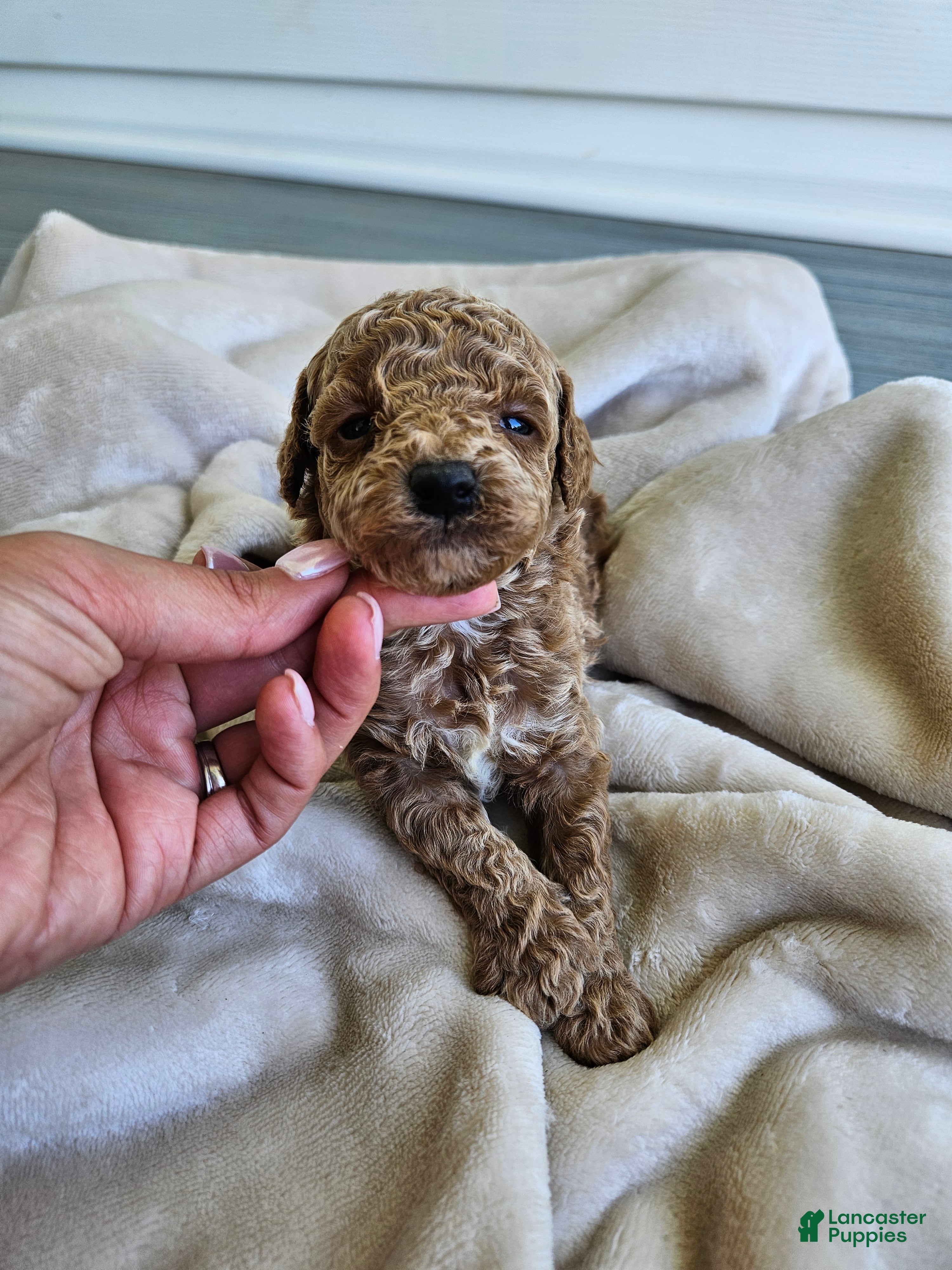 Cavapoo dogs Jax - Ad 34