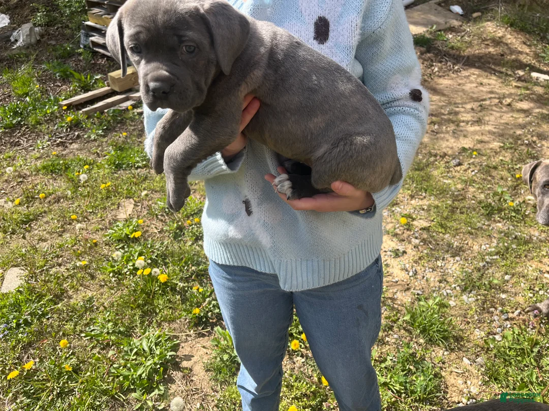 Cane Corso dogs for sale: Cane Corso Puppy 3 - Ad 2