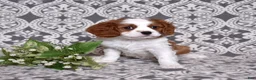 Cavalier King Charles Spaniel dogs for sale: Copper  - Ad 9