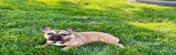 French Bulldog dogs for sale: French Bulldog Puppy 4 - Ad 5