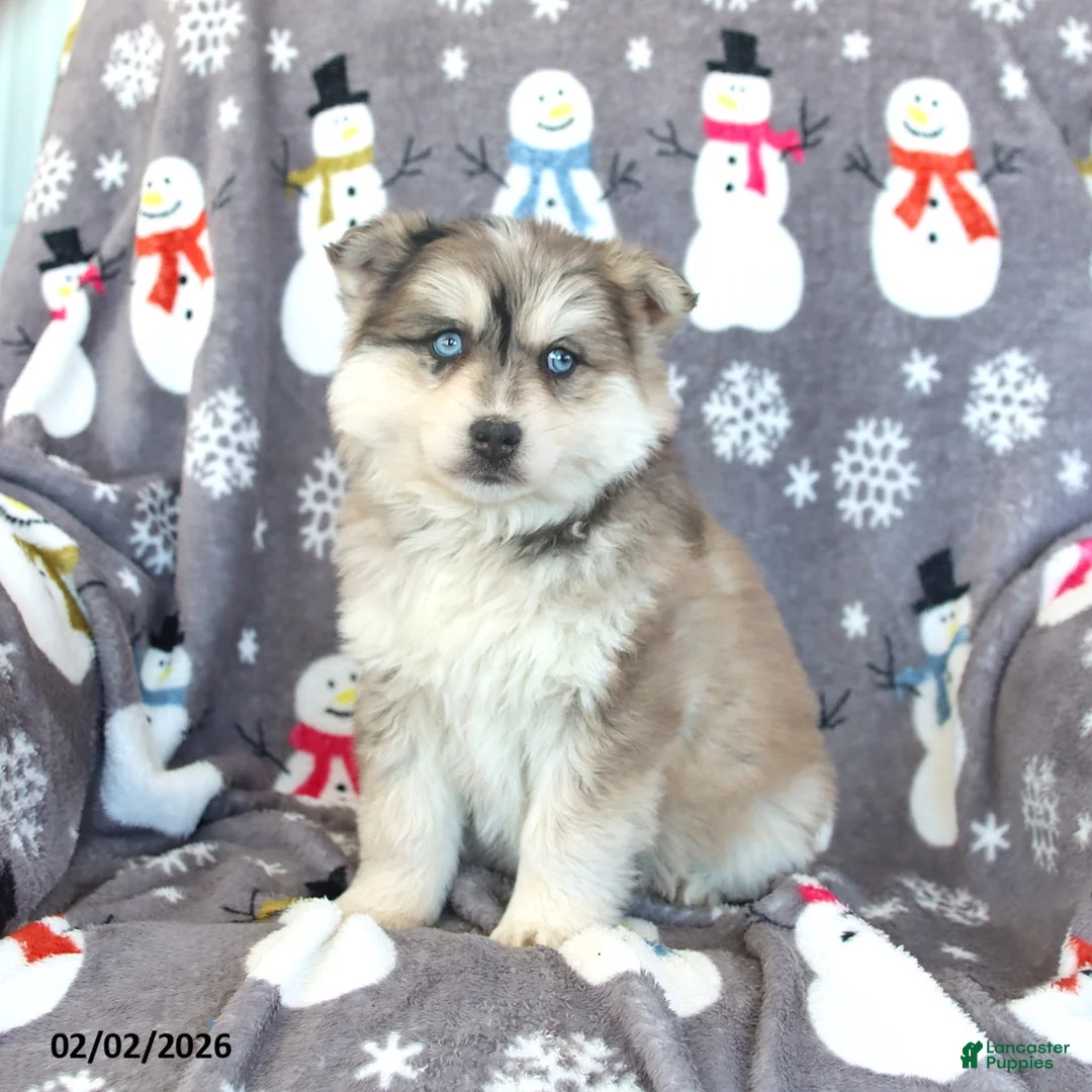 Pomsky dogs for sale: Bolt - Ad 2