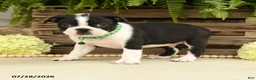 Boston Terrier dogs for sale: Tucker - Ad 4