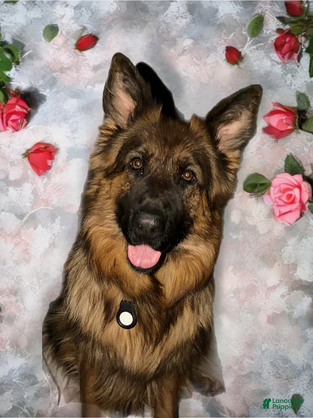German Shepherd dogs for sale: Lh Champion bred import girl - Ad 29