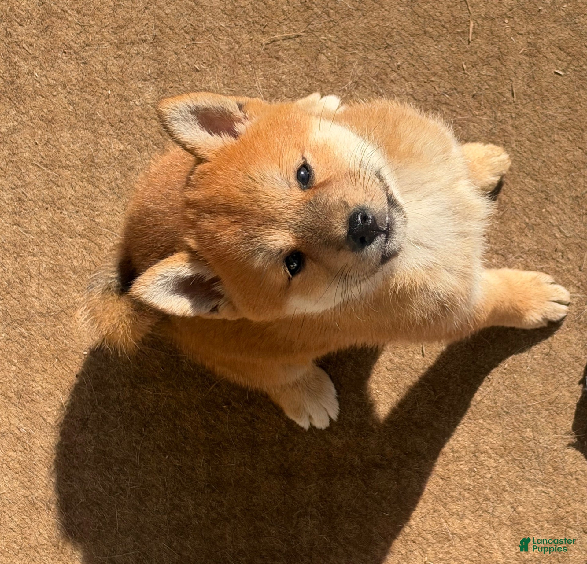 Shiba Inu dogs Shiba Inu 1 - Ad 2