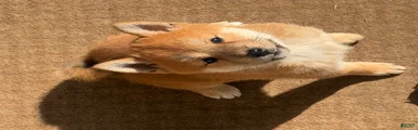 Shiba Inu 1