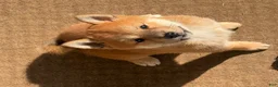 Shiba Inu dogs for sale: Shiba Inu 1 - Ad 1