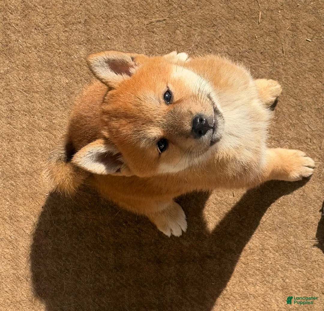 Shiba Inu dogs for sale: Shiba Inu 1 - Ad 1
