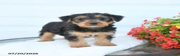 Morkie dogs for sale: Landon - Ad 3
