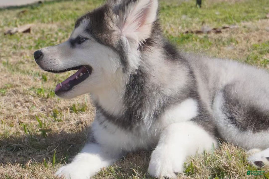 Alaskan Malamute dogs for sale: Dong Dong - Ad 24