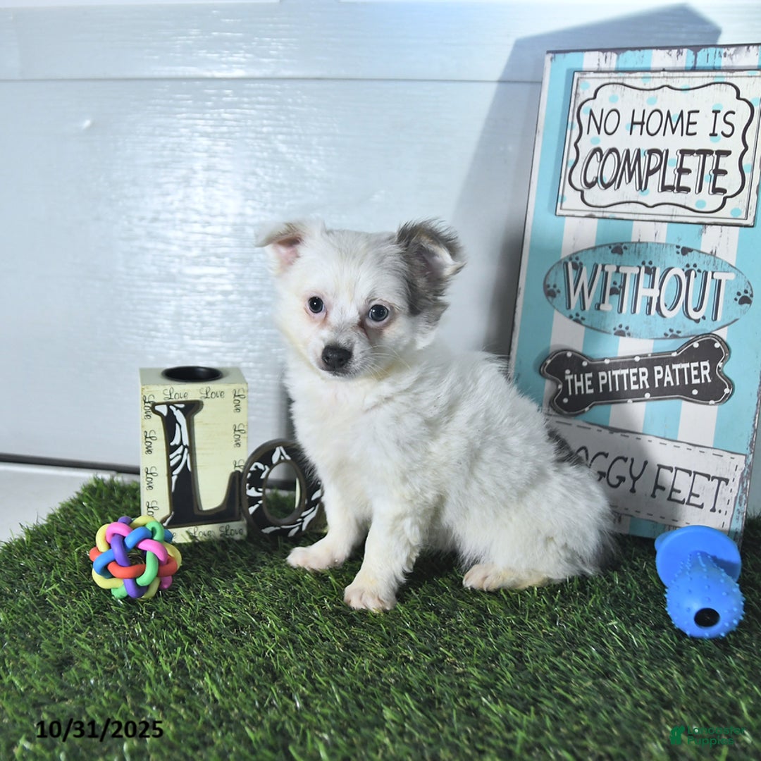 Chihuahua dogs for sale: Beau - Ad 12