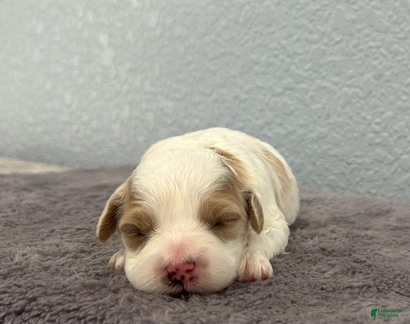 Mini Goldendoodle dogs Tessa - Ad 17