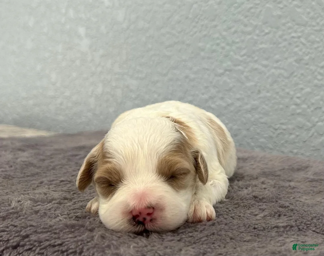 Mini Goldendoodle dogs for sale: Tessa - Ad 1