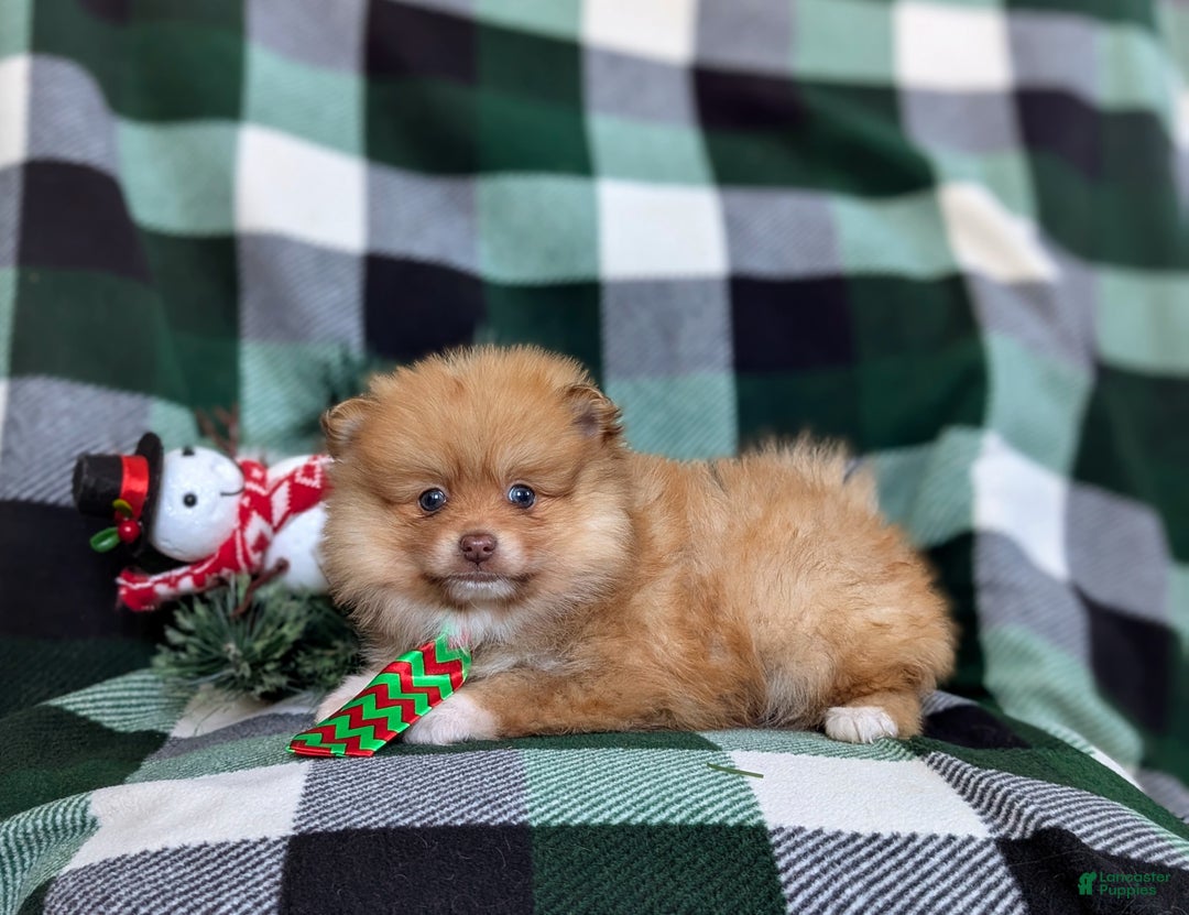 Pomeranian dogs for sale: Cabe - Ad 4