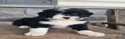 Mini Aussiedoodle dogs for sale: Patrick  - Ad 5
