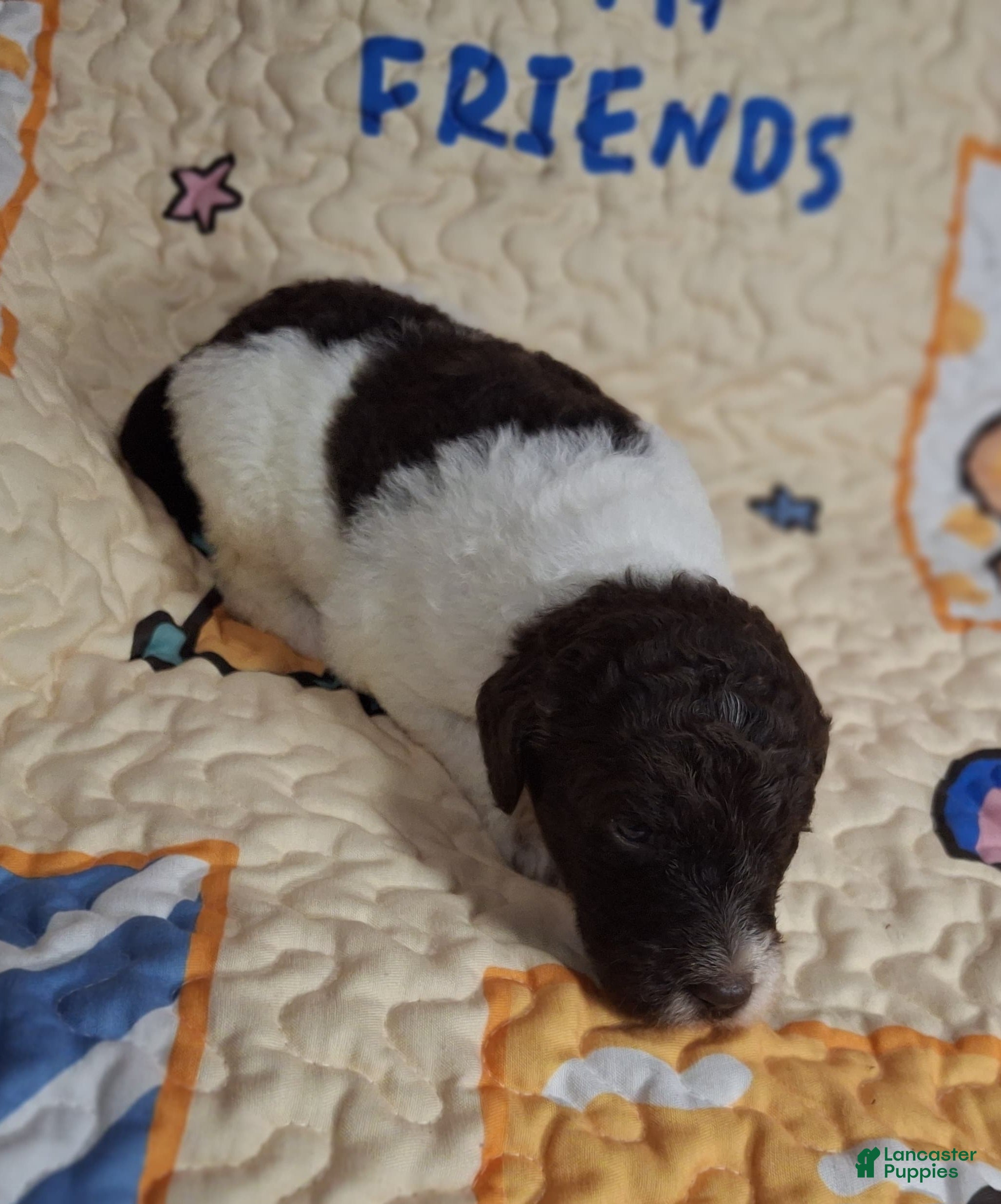 Labradoodle dogs Gloxinia  - Ad 11