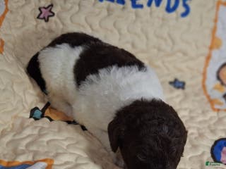 Labradoodle dogs Gloxinia - Ad 8