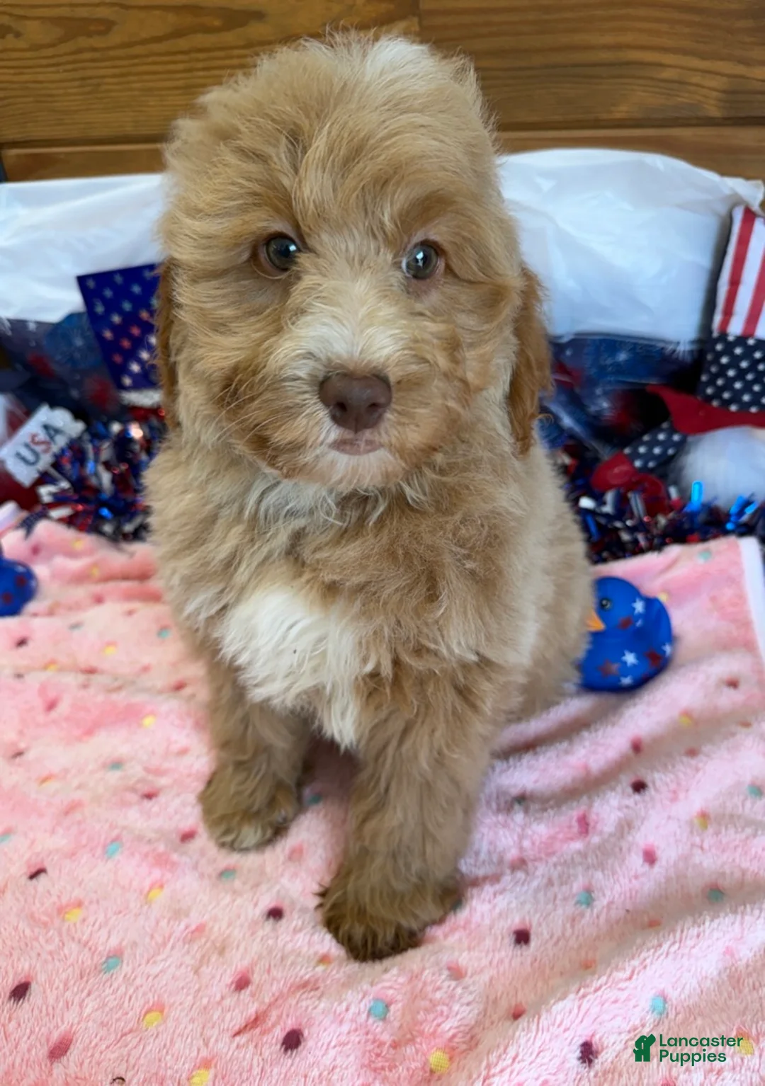 Mini Goldendoodle dogs for sale: Grant - Ad 2
