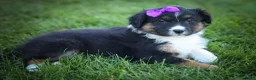 Mini Aussiedoodle dogs for sale: Larson🐾 - Ad 7