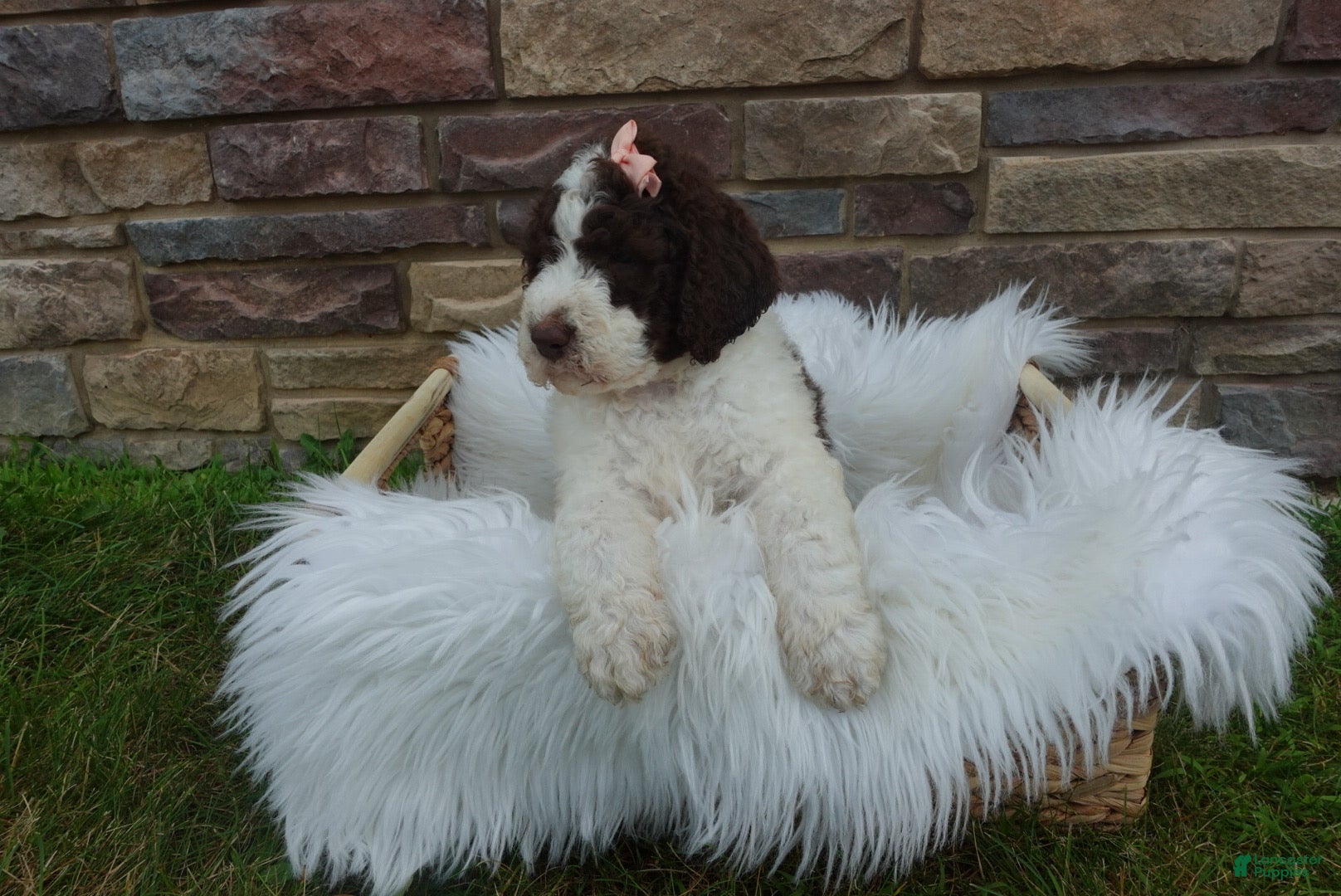 Newfypoo dogs F1b Teddy - Ad 2