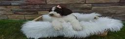 Newfypoo dogs for sale: F1b Teddy - Ad 2