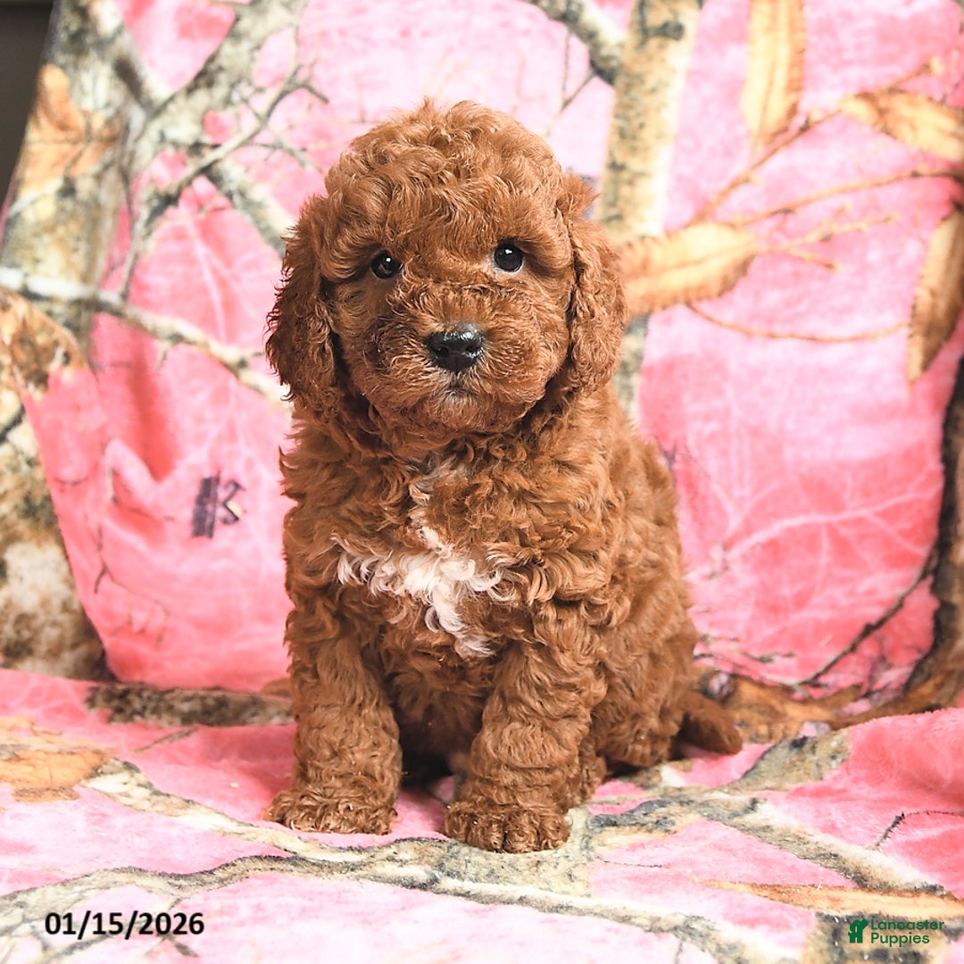 Mini Goldendoodle dogs for sale: Red   - Ad 2