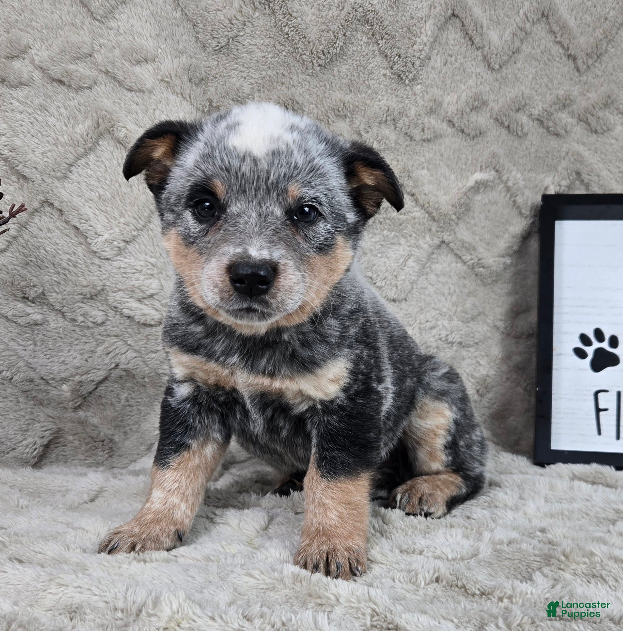 Australian Cattle Dog dogs Hank - Ad 1