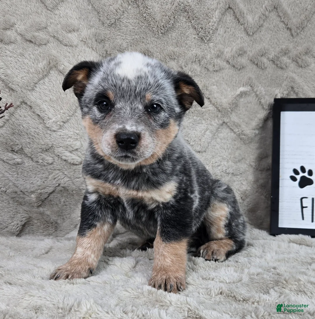 Australian Cattle Dog dogs for sale: Hank - Ad 1
