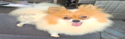 Pomeranian dogs for sale: Pepper's Long Shot - "Archer" - Ad 5