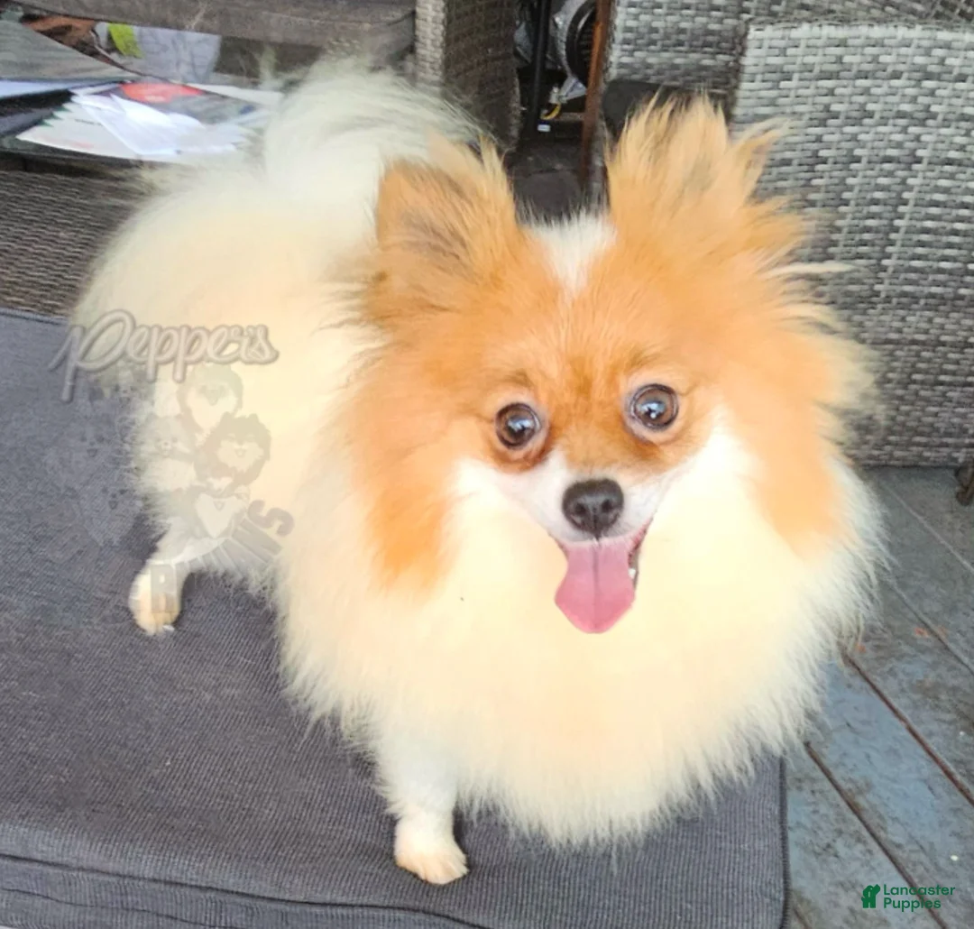 Pomeranian dogs for sale: Pepper's Long Shot - "Archer" - Ad 5